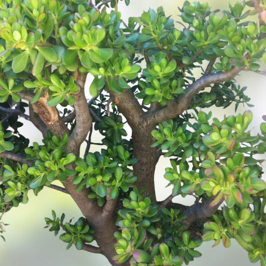Jade Plant Cuttings Crassula ovata Bonsai Succulent Live Starter Plant 3 Fresh Propagation Cuttings