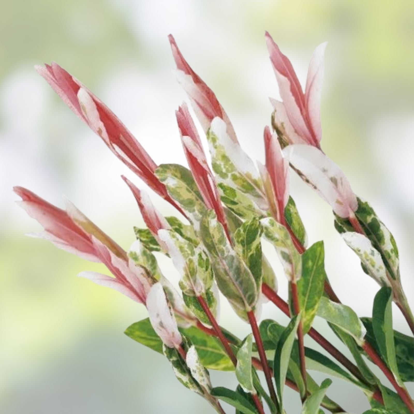 Pink Flamingo Willow Bush Cuttings 2 Pack, Variegated Salix integra 'Hakuro-nishiki' Live Plant, Garden Decor, Bonsai Starter