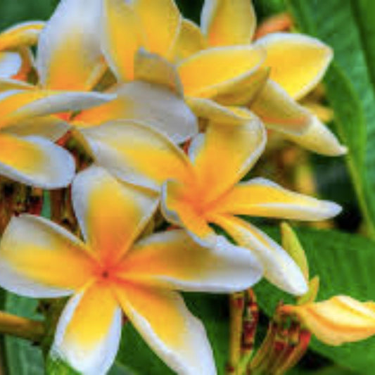 Hawaiian Plumeria Cutting | Temple Tree Frangipani Live Plant | Garden Landscape Starter | Non-GMO | Frangipani Variety