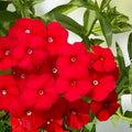 Red Drummond Phlox Seeds – 200 Organic Phlox drummondii Starter Plants, USA Grown, Free Shipping