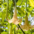 Rooted Angel Trumpet Cuttings Brugmansia Yellow Pink White Live Plant Garden Container Starter
