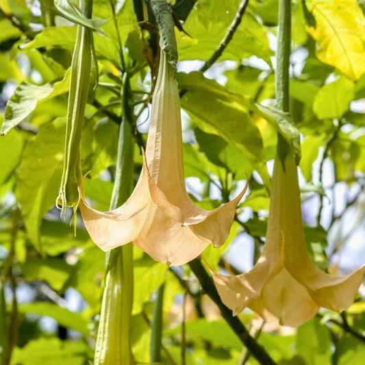 Rooted Angel Trumpet Cuttings Brugmansia Yellow Pink White Live Plant Garden Container Starter