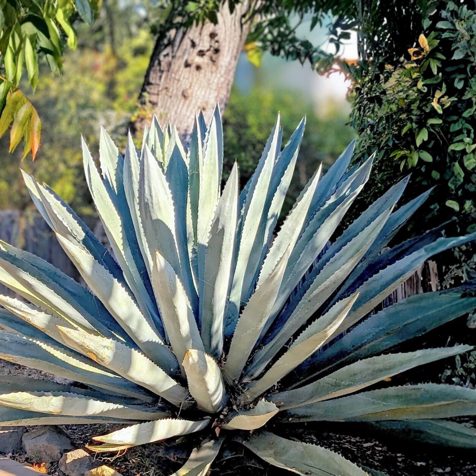 Agave Cerulata Live Rooted Plant | Baja California Succulent | Drought-Tolerant Garden Plant