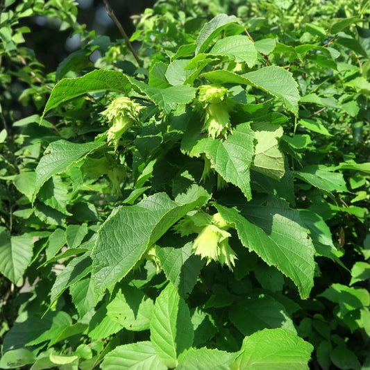 American Hazelnut Tree Plants - Corylus americana Bare Root Live Starter Set of 2 for Edible Gardening Wildlife Habitat