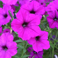 Vinca Seeds Apricot Catharanthus roseus 100 Count Non-California Annual Flower Seeds Live Plant Cutting