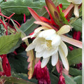 Epiphyllum Lothario Orchid Cactus Cutting, Live Houseplant, Succulent, Unique Houseplant, Cactus, Starter Plant