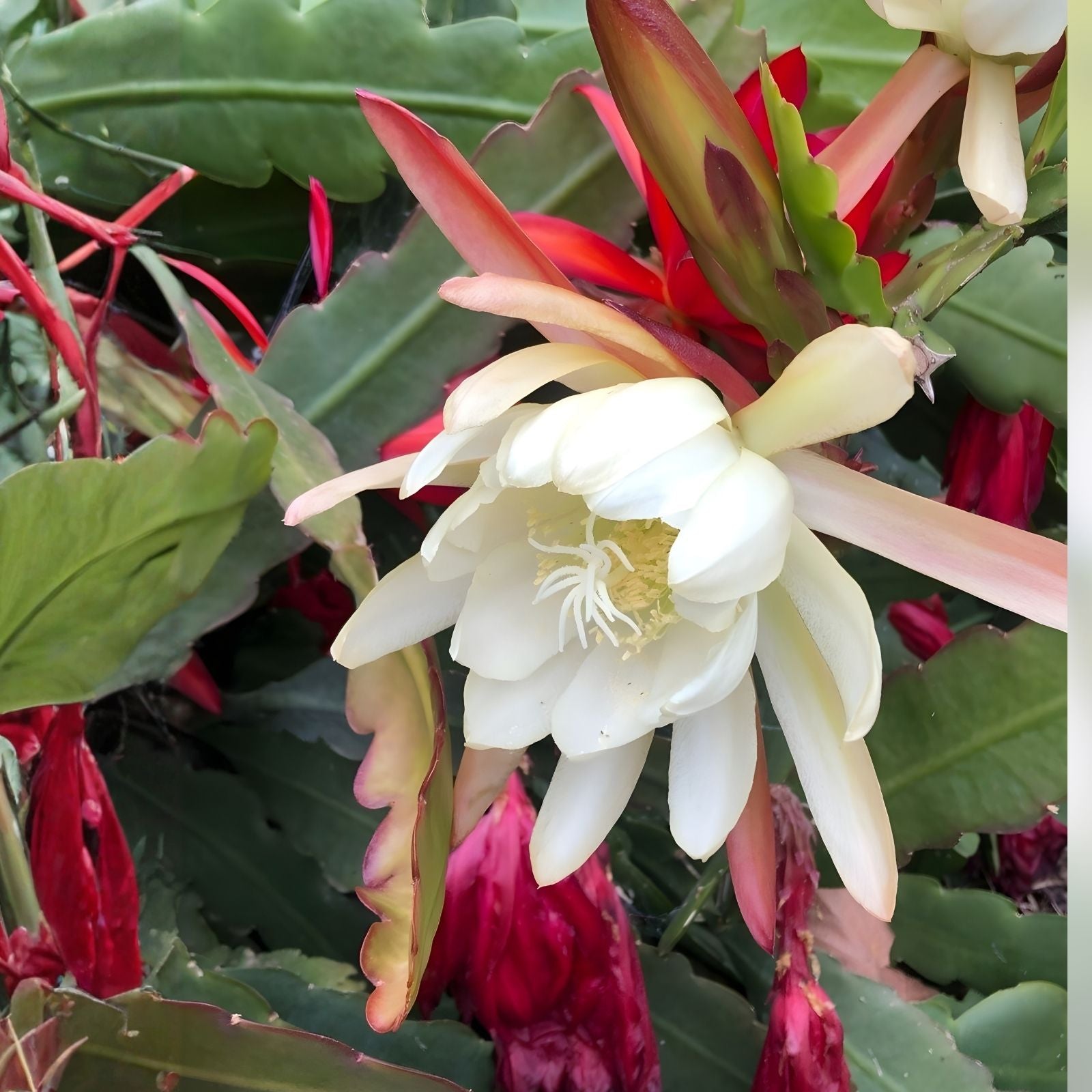Epiphyllum Lothario Orchid Cactus Cutting, Live Houseplant, Succulent, Unique Houseplant, Cactus, Starter Plant