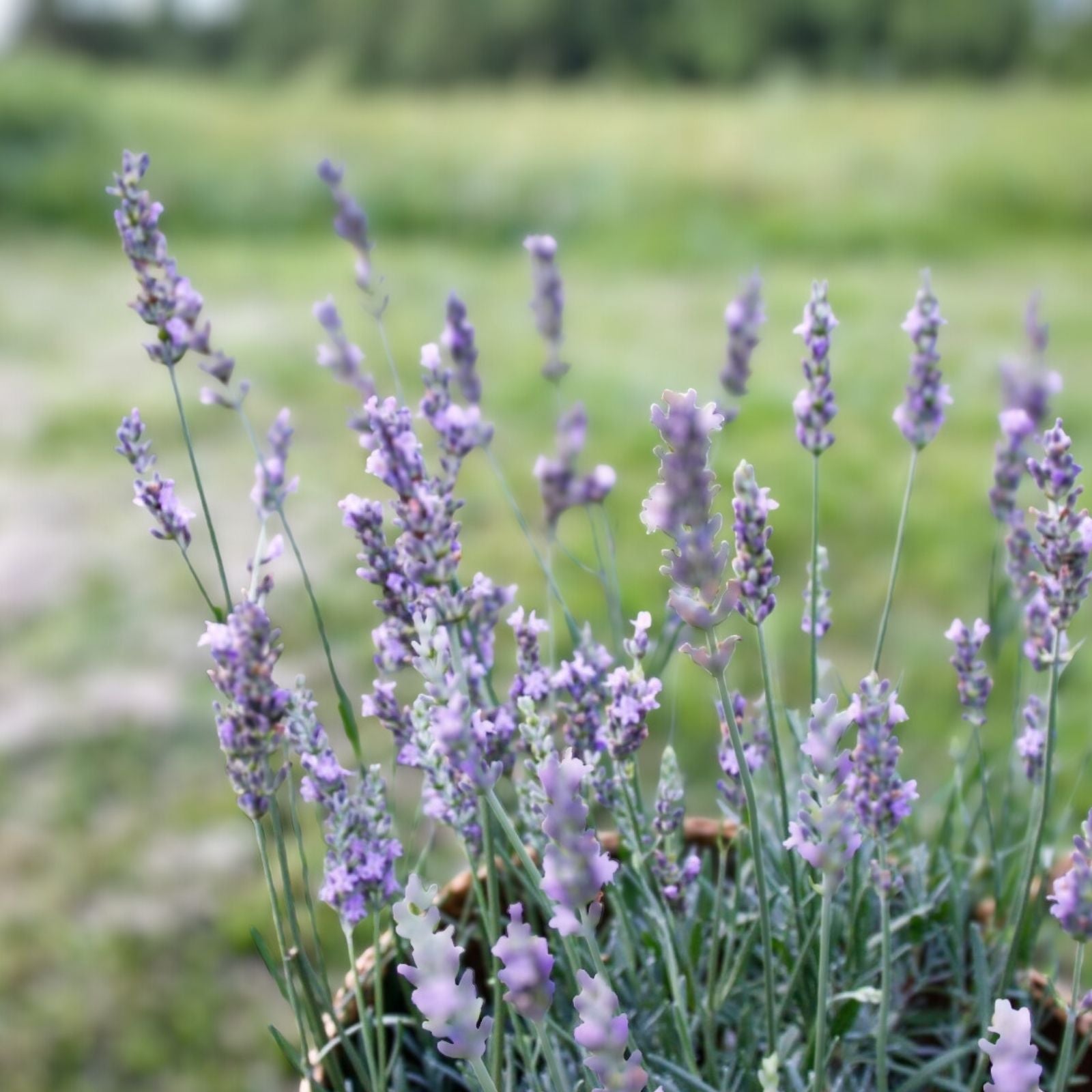 Fragrant Lavender Starter Plant - Sensational Variety for Gardens & Gifts - Lavandula angustifolia - Fast Growing