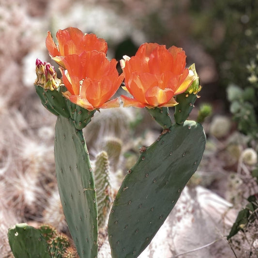 Large Spineless Opuntia Orange Julius Plant Prickly Pear Cactus Succulent Live Plant Easy Care