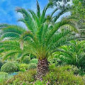 Canary Island Date Palm Tree Phoenix Canariensis Live Indoor Outdoor Plant 1.5+ Years Old Decorative Plant