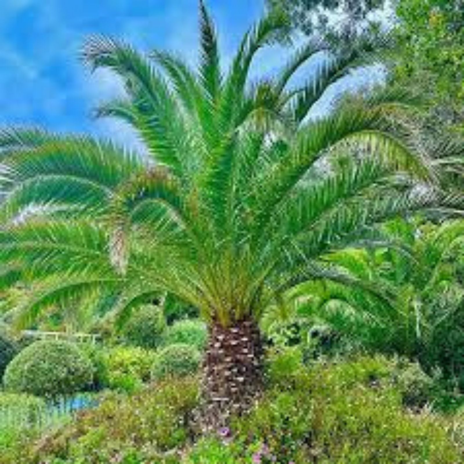 Canary Island Date Palm Tree Phoenix Canariensis Live Indoor Outdoor Plant 1.5+ Years Old Decorative Plant