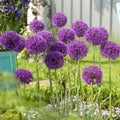 Allium Atropurpureum Bulbs 6-Pack Dark Purple Edible Herb Ornamental Culinary Plant Live Starter Bulb