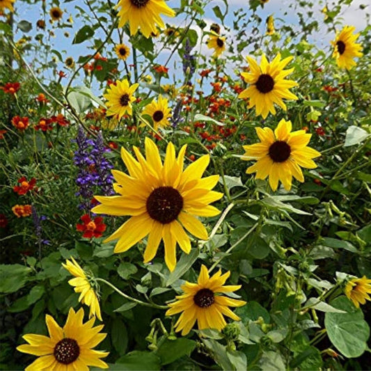 Organic Wild Sunflower Seeds 200 Pack Non-GMO Helianthus annuus Live Plant Seed Packet for Gardening and Wildflower Gardens