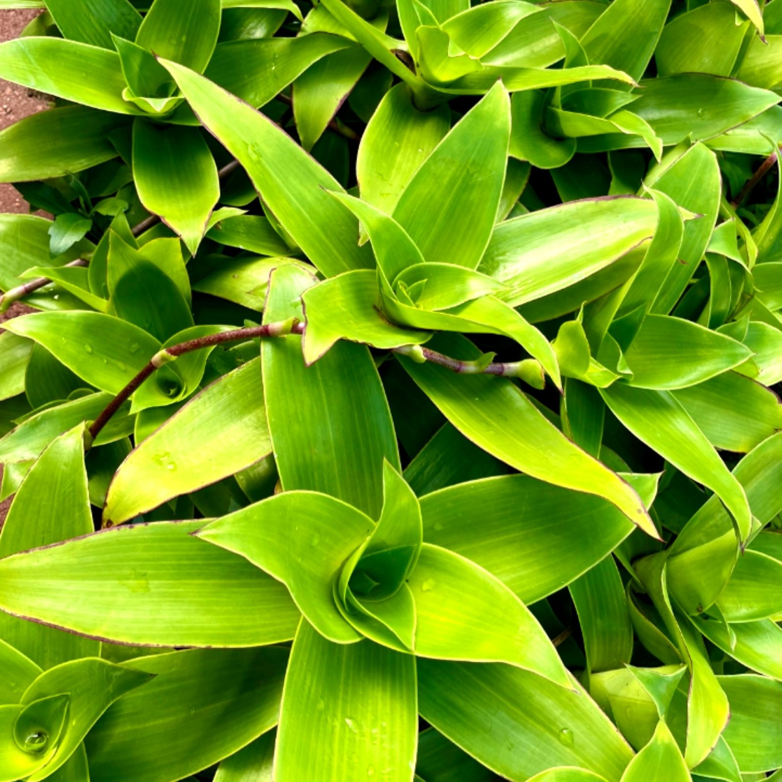 Callisia Fragrans Cuttings - Live Medicinal Basket Plant Clippings for Home Gardening, Herbal Remedies, Houseplant, Starter Plant