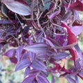 Tradescantia Zebrina Cuttings - 20 Dark Burgundy Wandering Jew Live Indoor Houseplant, Easy to Grow, Plant Propagation