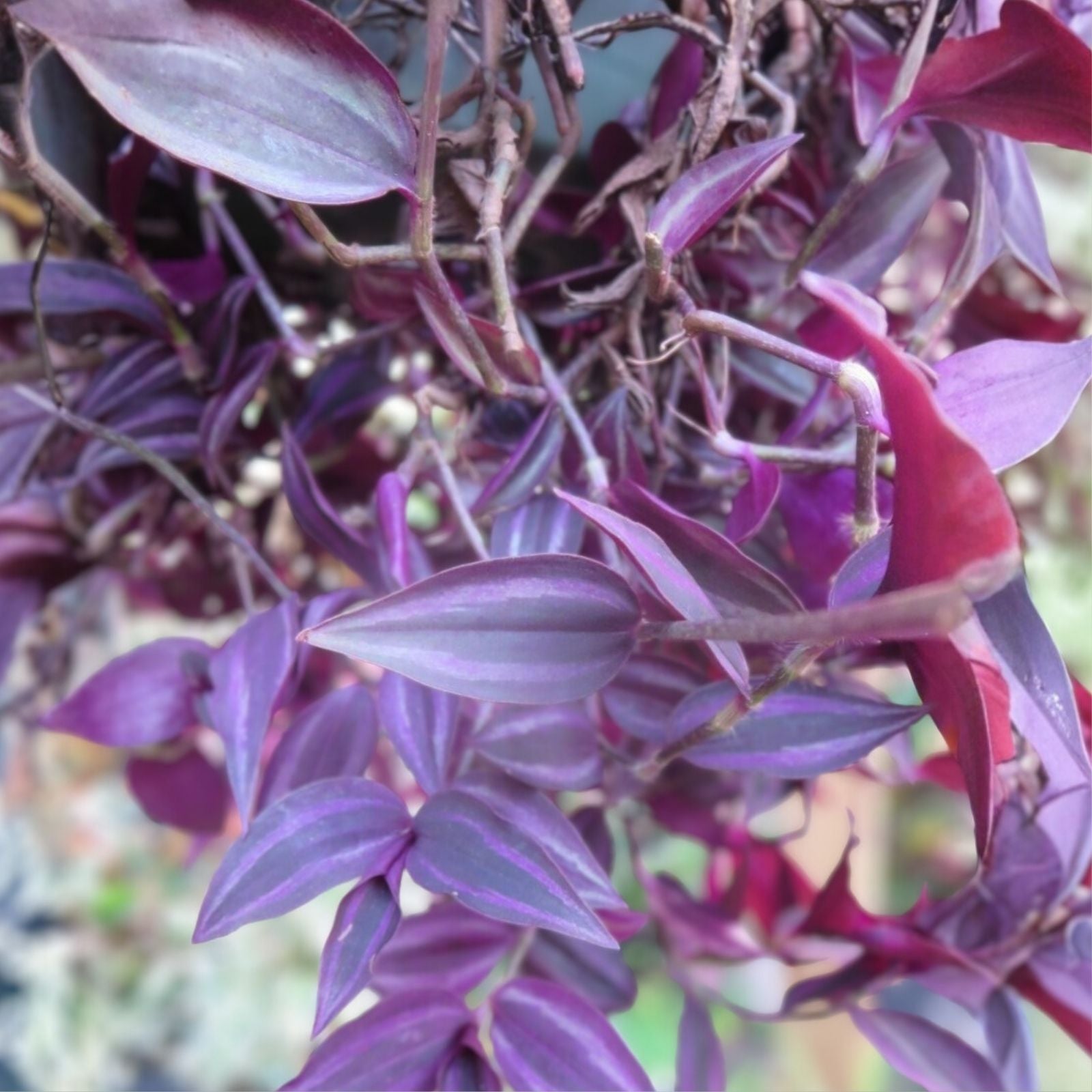 Tradescantia Zebrina Cuttings - 20 Dark Burgundy Wandering Jew Live Indoor Houseplant, Easy to Grow, Plant Propagation