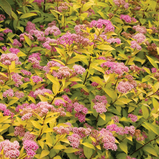 Goldmound Spirea Live Plant Starter 6+ Inches, Vibrant Golden Foliage, Pink Flowers, Spiraea japonica, Bare Root, Garden Shrub