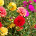 Moss Rose Cuttings 10 Unrooted Neon Yellow Portulaca Grandiflora Succulents Garden Plant