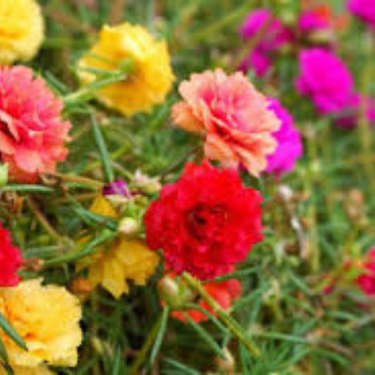Moss Rose Cuttings 10 Unrooted Neon Yellow Portulaca Grandiflora Succulents Garden Plant