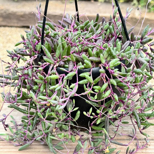 Othonna Capensis Red Ruby Necklace Succulent Cuttings 4-6" Hanging Plant, Drought Tolerant, Easy Care, Crassulaceae