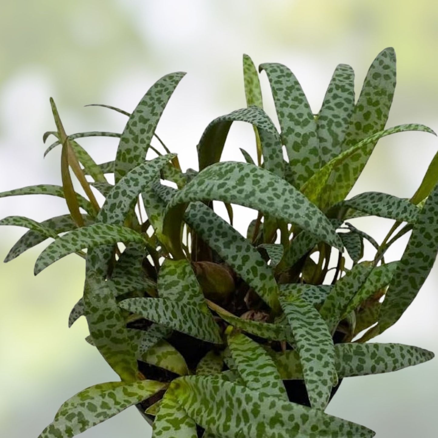Live Variegated Silver Squill Succulent Plant - Ledebouria socialis Bulb, Indoor Houseplant, Easy Care, Live Plant, Starter Plant