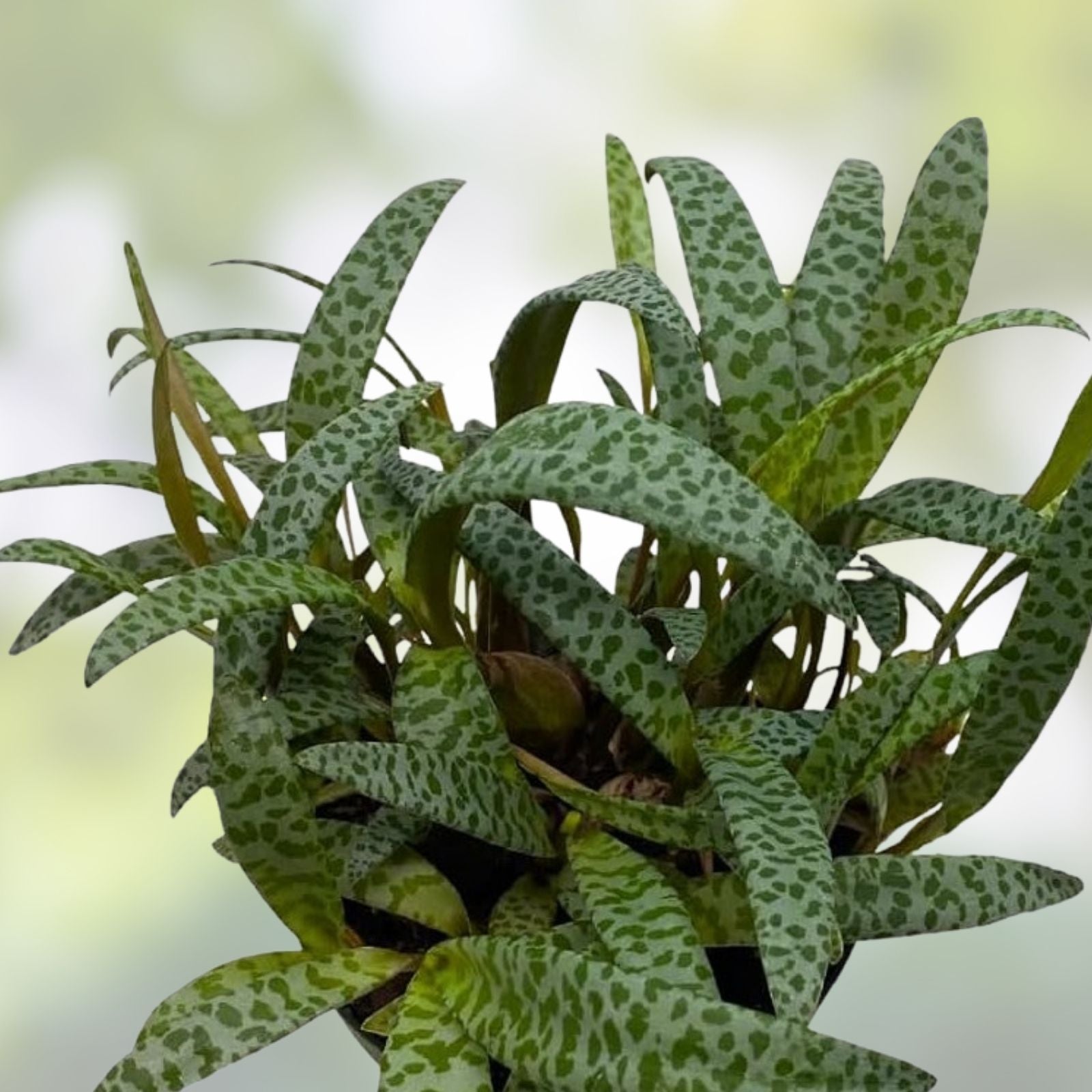 Live Variegated Silver Squill Succulent Plant - Ledebouria socialis Bulb, Indoor Houseplant, Easy Care, Live Plant, Starter Plant