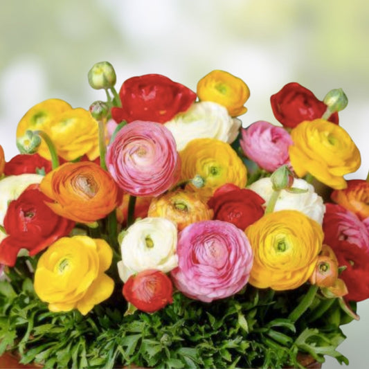 Mixed Peony Ranunculus Bulbs – 3 Large Flowering Garden Bulbs, Live Bare Root Starter Plants, Fast Growing, Perennial Flowers