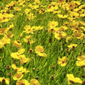 Lance Leaf Coreopsis Seeds 200 Organic Wildflower Seeds, Coreopsis lanceolata, Live Plant, Bare Root, Starter Plant, USA Grown