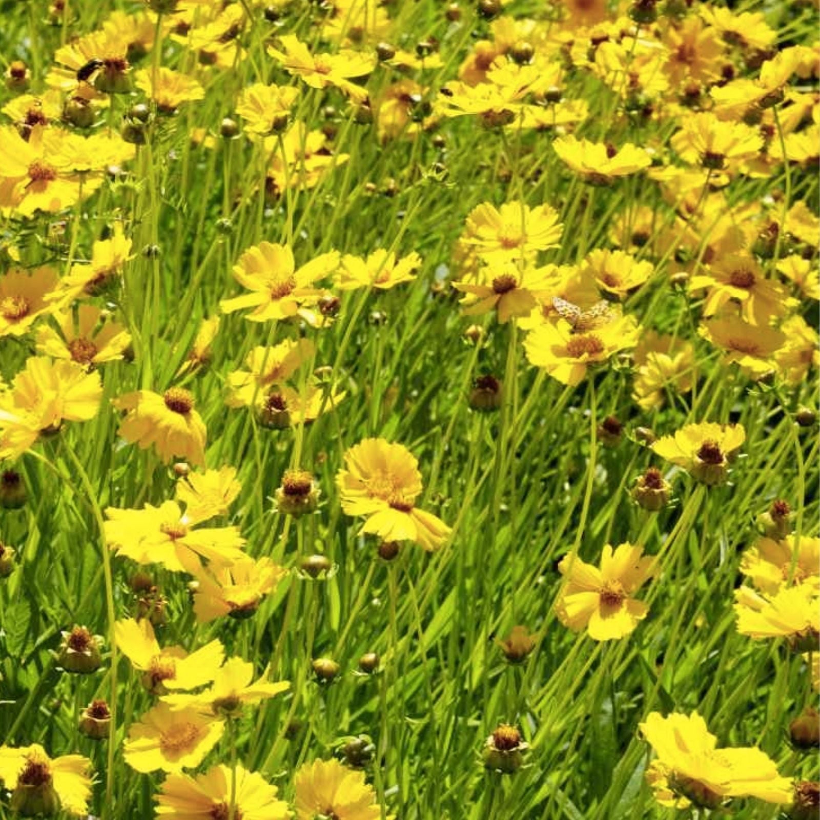 Lance Leaf Coreopsis Seeds 200 Organic Wildflower Seeds, Coreopsis lanceolata, Live Plant, Bare Root, Starter Plant, USA Grown