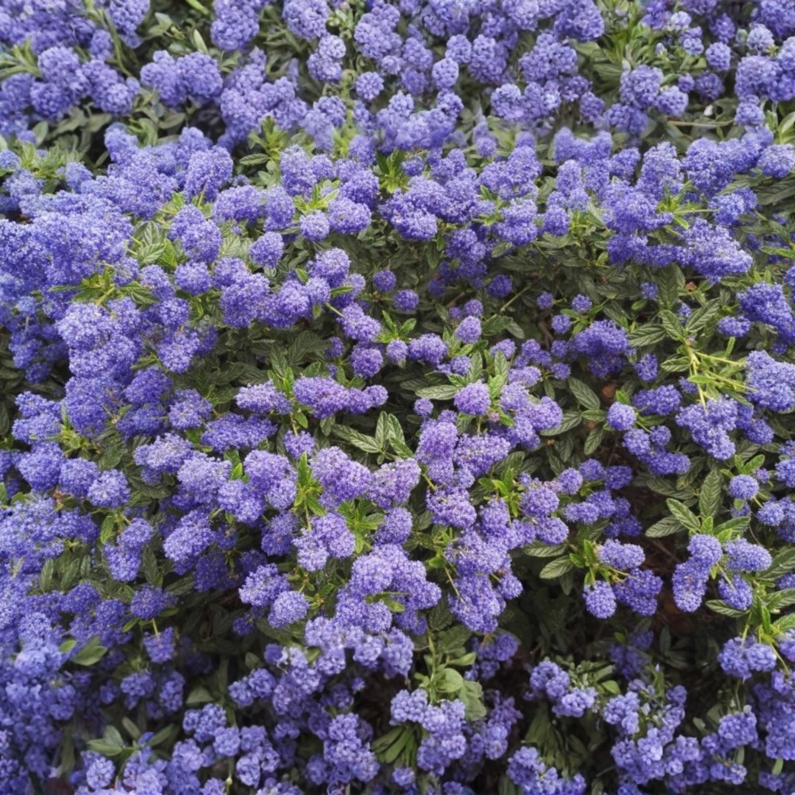 Lilac Cuttings 6 Inch Syringa vulgaris Fragrant Live Plant 5 Pack for Gardening and Planting