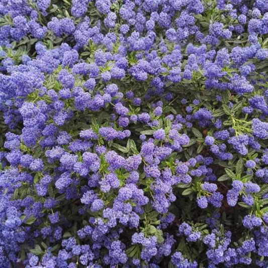 Lilac Cuttings 6 Inch Syringa vulgaris Fragrant Live Plant 5 Pack for Gardening and Planting