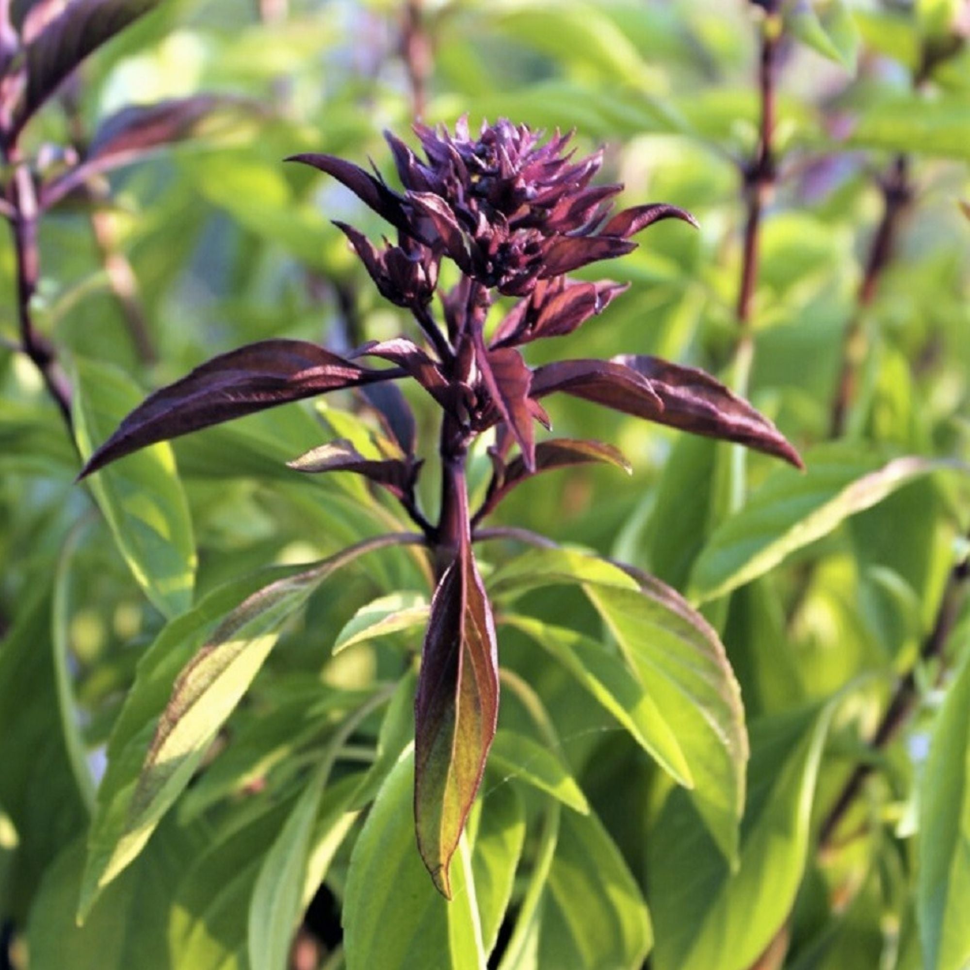 Thai Basil Seeds Pack 25 – Ocimum basilicum var. Thai Herb Seeds for Cooking Gardening Live Plant Cutting