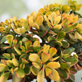 Golden Jade Plant Cuttings 5" Hummels Sunset Crassula Ovata Argentea Succulent Propagation 2 Pack