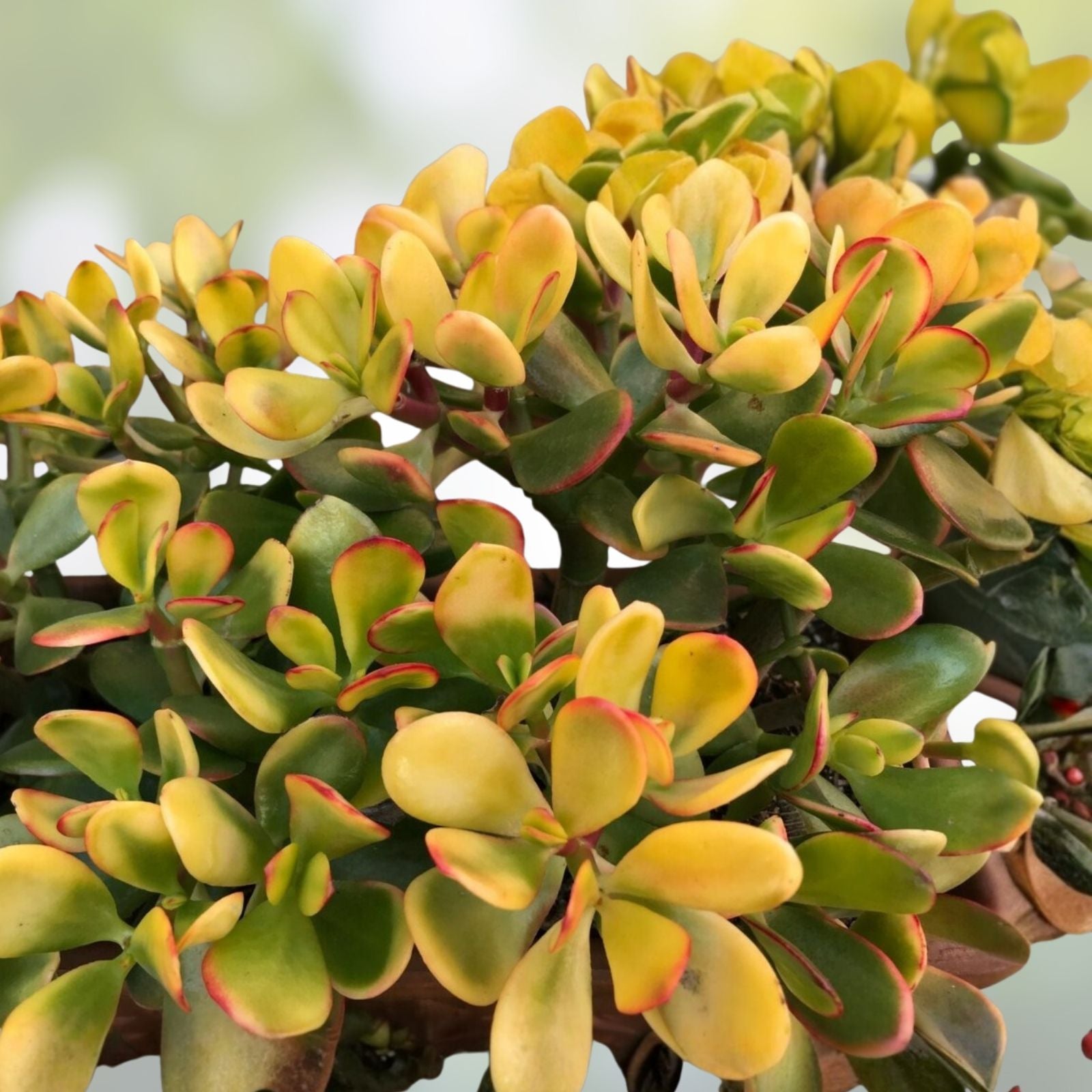 Golden Jade Plant Cuttings 5" Hummels Sunset Crassula Ovata Argentea Succulent Propagation 2 Pack