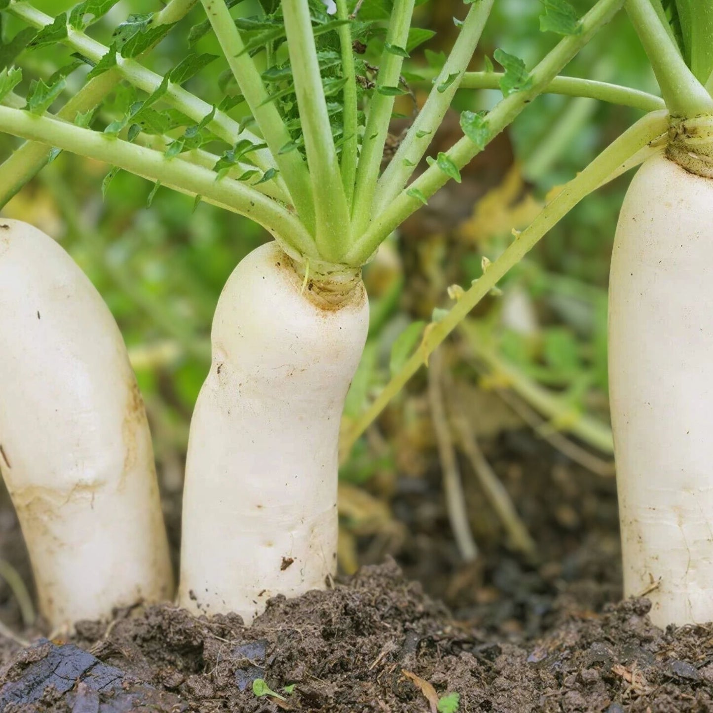 Earthquake Radish Seeds 100+ | Raphanus sativus Vegetable Seeds for Gardening, Soil-Breaking, Root Vegetable, Easy to Grow