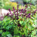 Licorice Basil Seeds 200 Count Non-GMO Herb Seeds Culinary Ocimum basilicum Live Plant Cutting