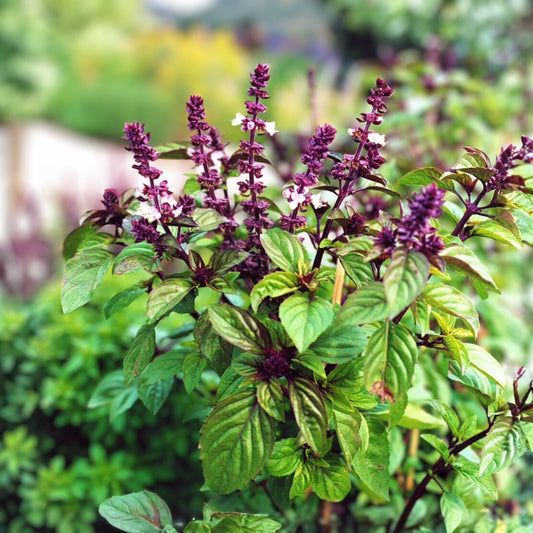 Licorice Basil Seeds 200 Count Non-GMO Herb Seeds Culinary Ocimum basilicum Live Plant Cutting