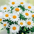 Alaska Shasta Daisy Seeds 200 Organic Perennial Leucanthemum × superbum Live Plant Cutting Bare Root Starter Plant