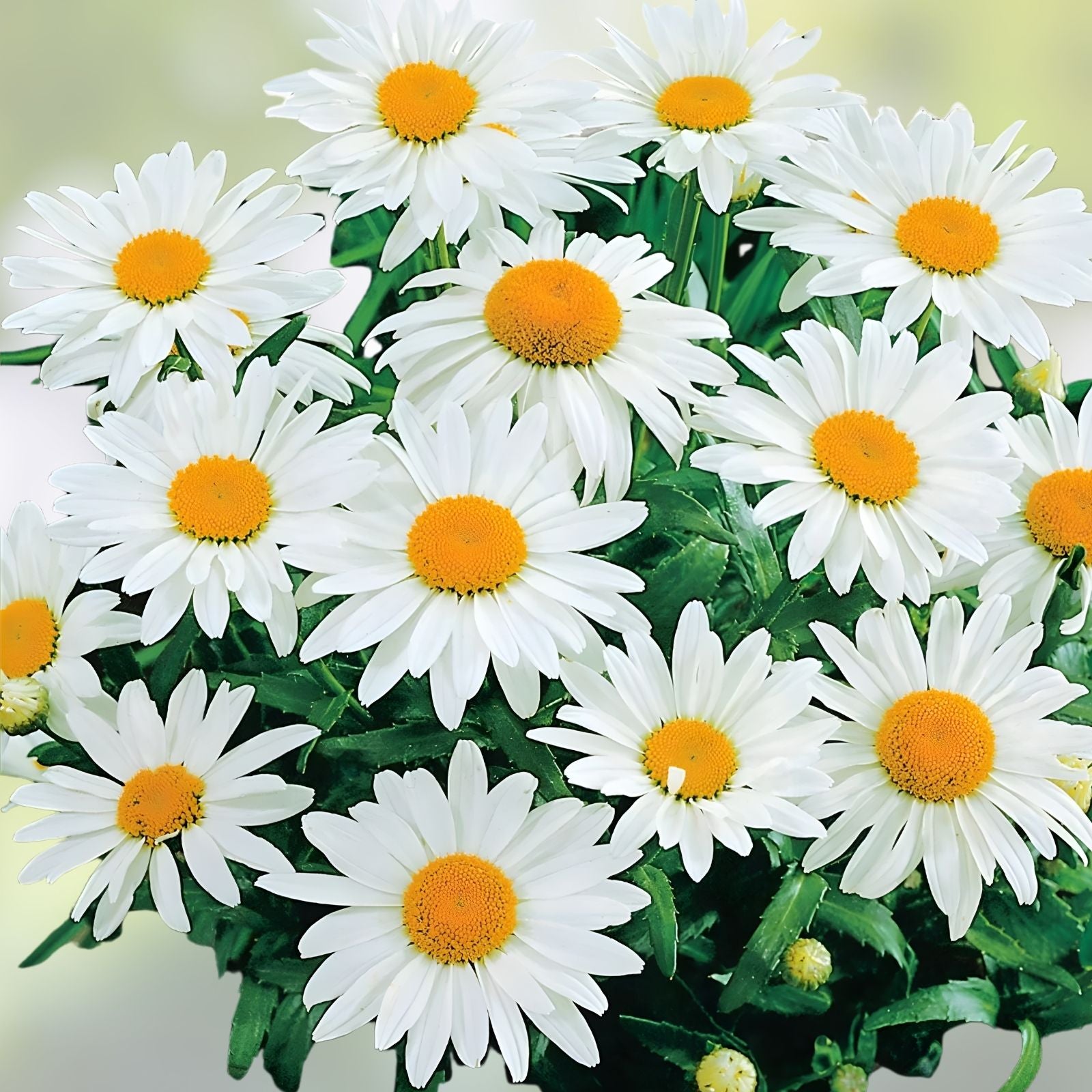 Alaska Shasta Daisy Seeds 200 Organic Perennial Leucanthemum × superbum Live Plant Cutting Bare Root Starter Plant