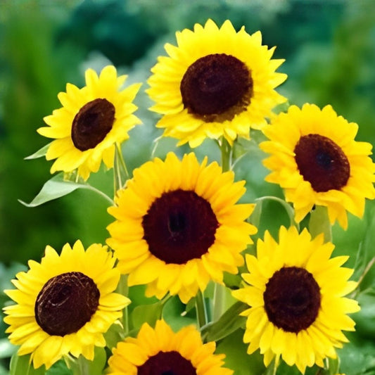 Helianthus Seeds 1,000 Count – Henry Wilde Sunflower Seeds – Helianthus annuus – Ornamental Garden Flower Seeds for Planting