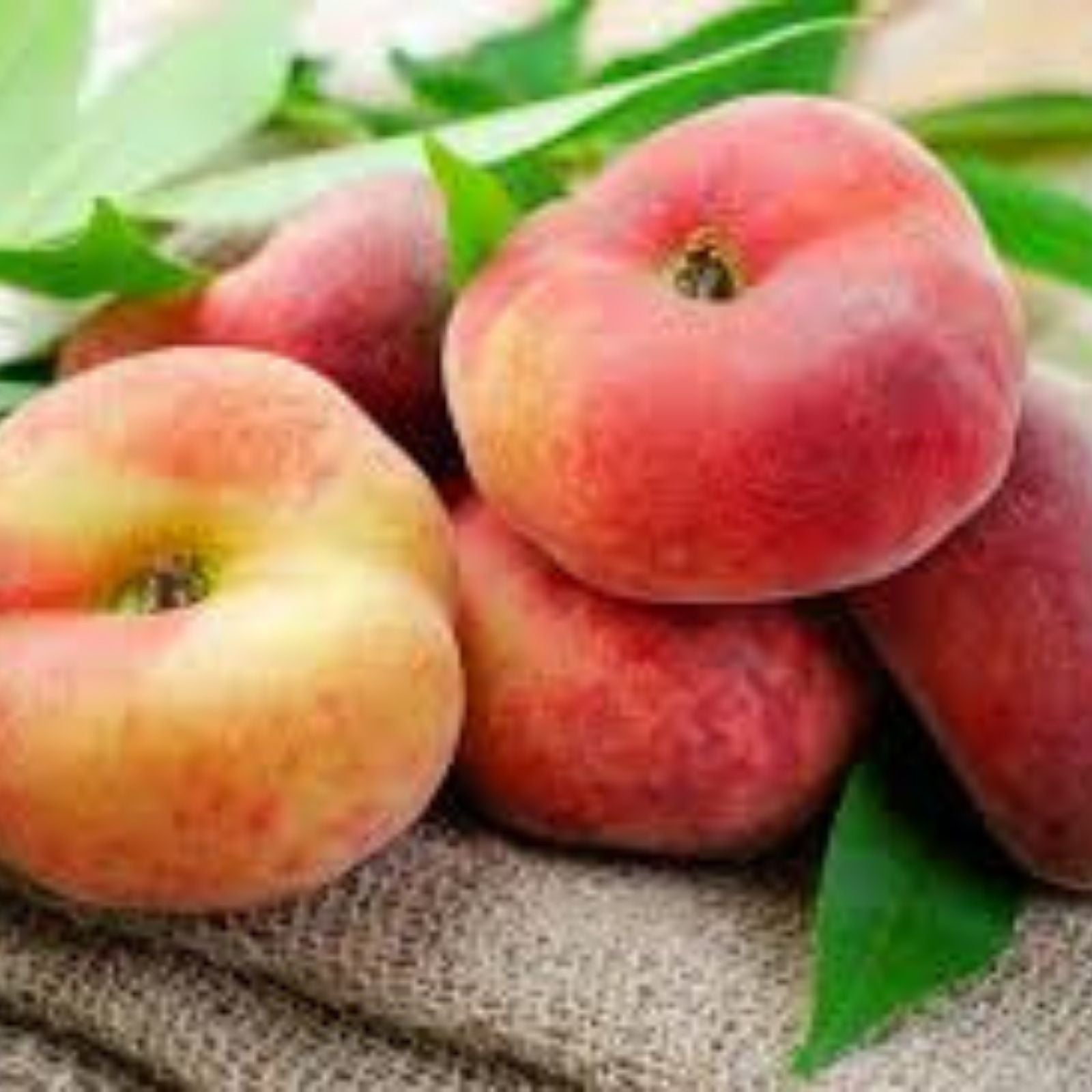 Rare Sweet Big Japanese Donut Peach Cuttings for Rooting or Grafting – Prunus persica var. doughnut, Fruit Tree Propagation