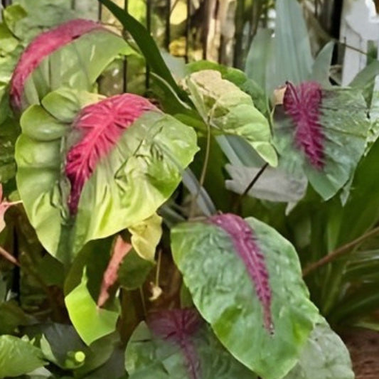 Madeira Star Elephant Ear Plant - Small Rooted Starter - Colocasia esculenta - Tropical Foliage for Gardens & Containers