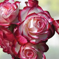 Cherry Parfait Grandiflora Rose Cuttings – 3 Stems, 5-8" Live Plant, Rose Flowering Shrub, Bare Root, Garden Plant