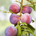 Plum Tree Rootstock Cutting Semi-Dwarf for Grafting, Prunus domestica, 10 Pack, No Root, Fresh Stock