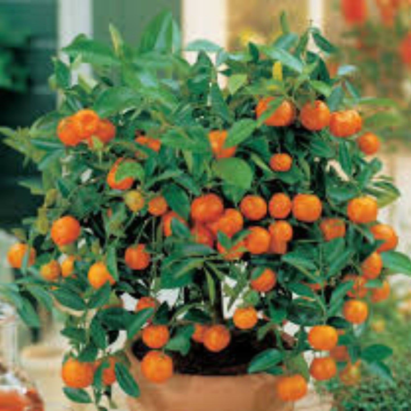 Dwarf Orange Bonsai Tree Seeds Indoor Miniature Citrus reticulata Fruit Tree Starter Pack - 20 Seeds