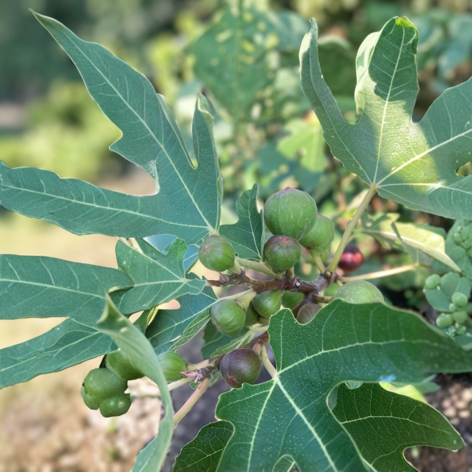 Fig Tree Cuttings White Adriatic Ficus carica Live Plant Starter Bare Root Houseplant Free US Shipping