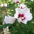 Set of 2 Rose of Sharon Plants Hibiscus syriacus Mixed Colors Live Shrubs Hardy Zones 5-9 2-3 Years Old