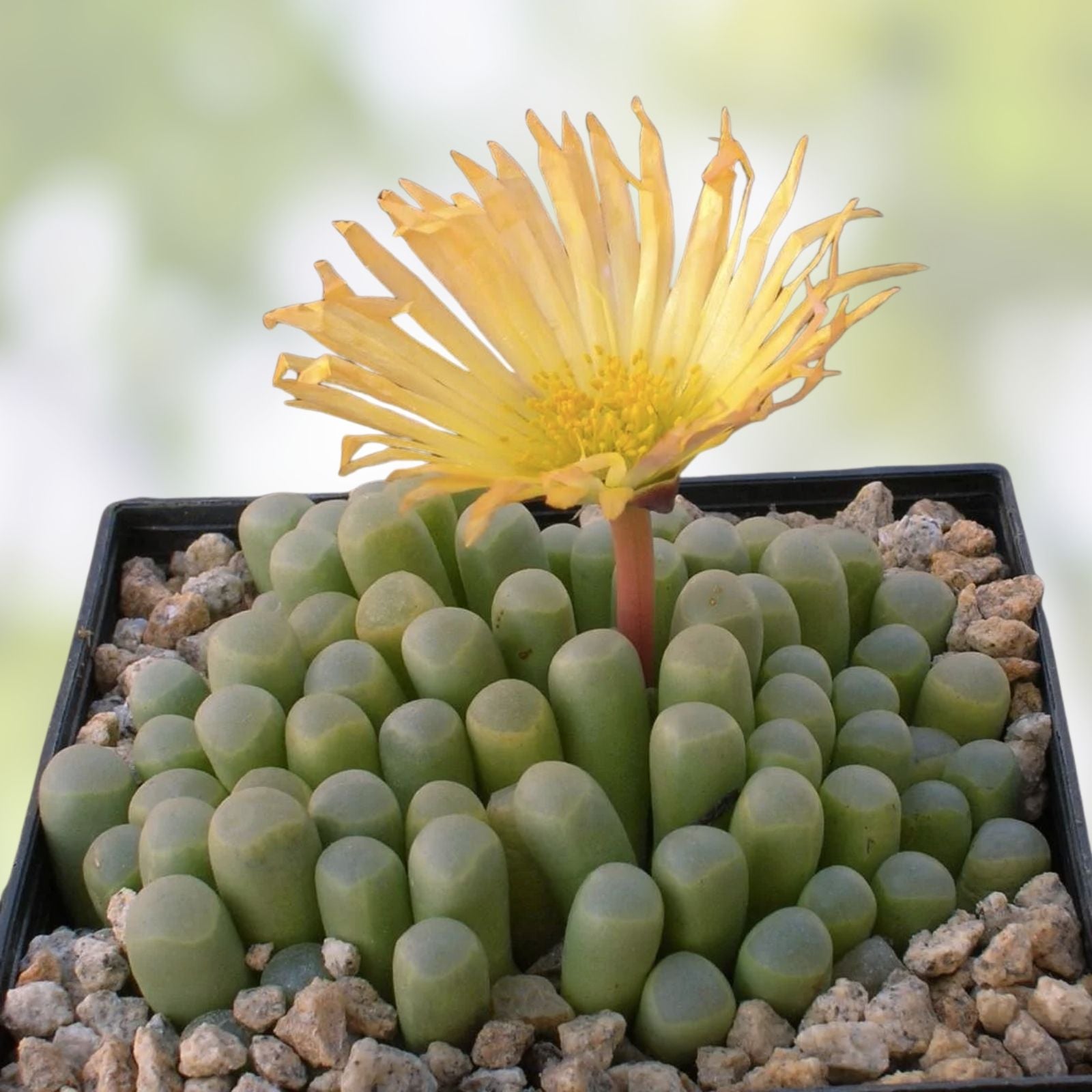 Fenestraria rhopalophylla Baby Toes Seeds 50 Pack - Living Rock Succulent, Desert Plant, Houseplant, Starter Plant, Live Cutting