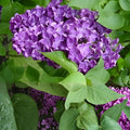 Congo Lilac Syringa Vulgaris Starter Plant 4-8” Fragrant Flowering Shrub Live Plant Garden