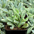 Senecio Spear Plant Cuttings 5+ Inches Rare Succulent Kleiniformis 3-Pack Live Houseplant Starter